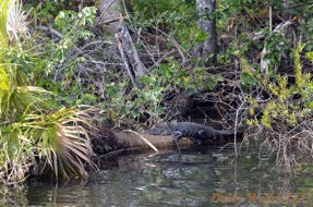 American Alligator mississippiensis Daisy Walks